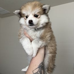 River - Red and white Pomsky puppy in Jacksonville, Florida from Paws Of Pomskys