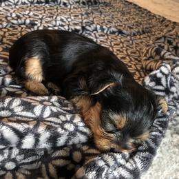 Yorkshire Terrier Puppies from Mullet Yorkies