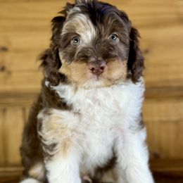 Aussiedoodle, Miniature Australian Shepherd, and Poodle Puppies from Classic K9’s  Aussies & Doodles