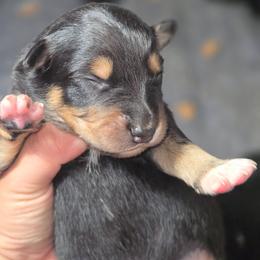 Freddy - Black tri-color male Australian Shepherd puppy in Salem, Oregon from Steady Aim Aussies
