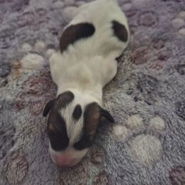 Girl 2 - Tri-color female Jack Russell Terrier puppy in Newberg, Oregon from Creeks End Ranch