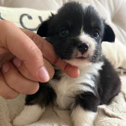 Penelope - Black and tan female American Corgi puppy in Decatur, Texas from Bar S Corgis