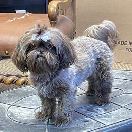 Stormy - Shih Tzu