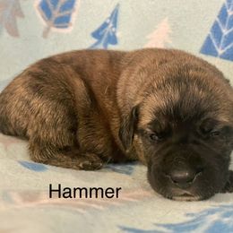 Boerboel, Shorkie, and Toy Australian Shepherd Puppies from SATA Kennels