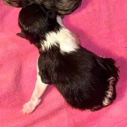 Polly - Black parti female Pomeranian puppy in Zavalla, Texas from Precious Puff Poms