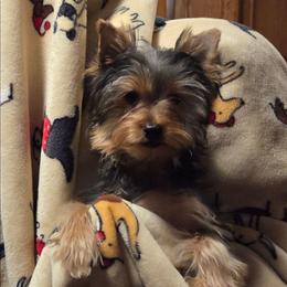 Bruce - Black and tan male Yorkshire Terrier puppy in Grafton, West Virginia from Gemstone Kennel