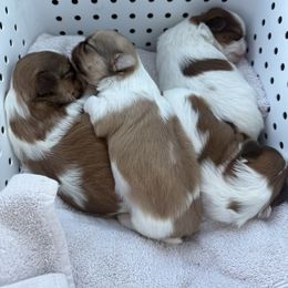 Shih Tzu Puppies from Wood Foo Breeders