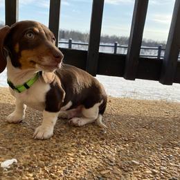 Donner - Dapple Dachshund puppy in Fort Worth, Texas from Louis' Litters