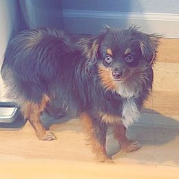 Mieko - Toy Australian Shepherd