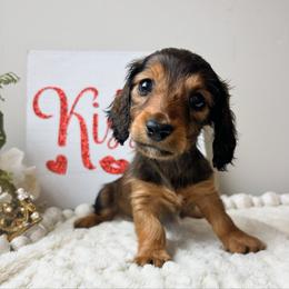 Zander 3200 - Red male Dachshund puppy in Sylvania, Alabama from Yancey’s Doxies