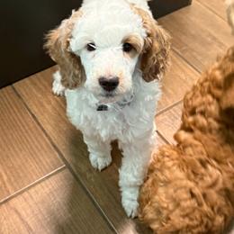 BART - Parti male Poodle puppy in Port Orange, Florida from Daytona’s Standard Poodles