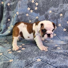 Aspen - Red and white female Bulldog puppy in Hillsdale County, Michigan from KZ Bullies LLC