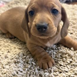 Bella - Wild boar female Dachshund puppy in Hardy, Arkansas from Tracy's Dachshunds