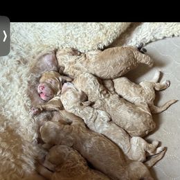 Puppy F - Apricot female Poodle puppy in Greenwich, New York from MizzElle’s Standard Poodles