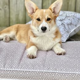Aspen - Pembroke Welsh Corgi