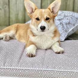 Aspen - Pembroke Welsh Corgi