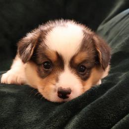 Patriot - Black and tan male Pembroke Welsh Corgi puppy in Arcanum, Ohio from Weissway Corgis