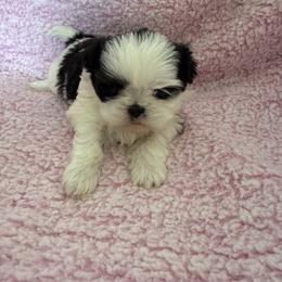 Nova - Black and white female Shih Tzu puppy in Jasper, Indiana from Jacob’s Spoiled Shih Tzu