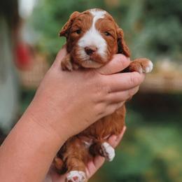 Ronnie - Red  male Goldendoodle puppy in Austin, Texas from Cedarcrest Goldendoodles