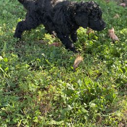 "Yelow collar Female" Poodle Puppies from Abbott Standard Poodles