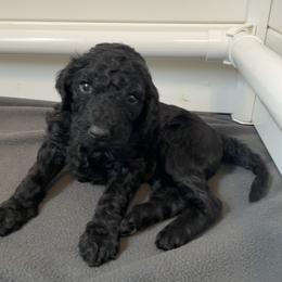 Purple Collar Girl - Black female Poodle puppy in Grandview, Tennessee from FurEver Poodles