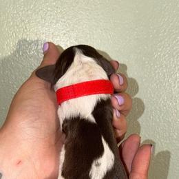 Captain - Liver white and tan male English Springer Spaniel puppy in Williston, Florida from Parks Paradise Springers