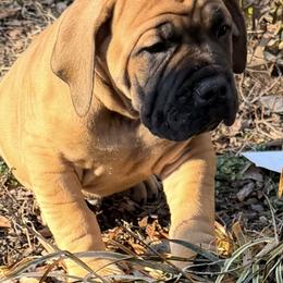 Boerboel Puppies from Relentless Boerboels