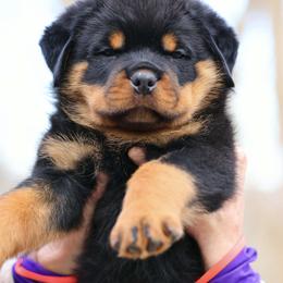 Red  aka Venom - Black and mahogany male Rottweiler puppy in Bowling Green, Kentucky from Vom Bruderhof Rottweilers