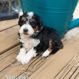Yawnie - Black tri-color female Aussiedoodle puppy in Henry, Illinois from Rowe Farms Doodles