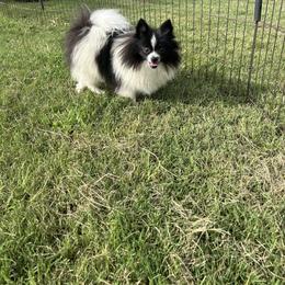 Pomeranian puppies from Aukland’s Poms