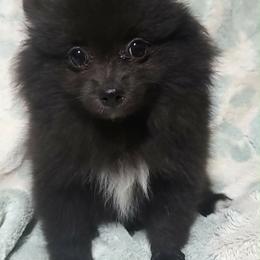 Boy 1 - Black male Pomeranian puppy in Tulsa, Oklahoma from CP Kennels