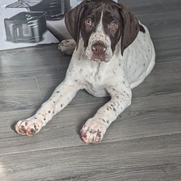 Dachshund, German Shorthaired Pointer, and Mastiff Puppies from Cedarhills
