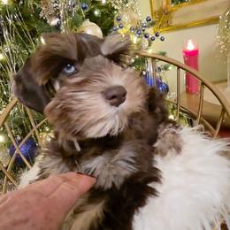 Talia with blue eyes and a Lions tail - Liver female Miniature Schnauzer puppy in Panama City, Florida from Emerald Coast Schnauzers
