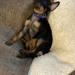Manchester Terrier Puppies from Go West Dogs