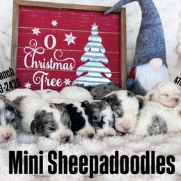 Sheepadoodle puppies from V6 Ranch Dogs