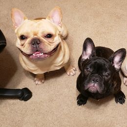 French Bulldogs from Top of the Line Frenchies