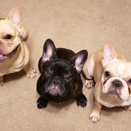 French Bulldogs from Top of the Line Frenchies