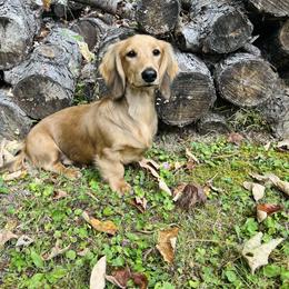 Dachshund All Grown Up from Hickory Hollow Dachshunds