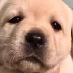 LIME - Labrador Retriever puppy from Timber Creek Labradors