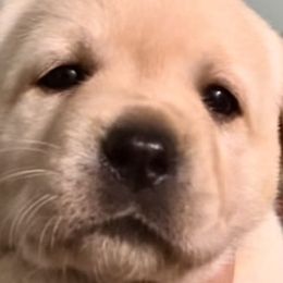 LIME - Labrador Retriever puppy from Timber Creek Labradors