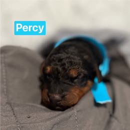 Percy (blue) - Black and tan male Airedale Terrier puppy in Akron, Ohio from Green Family Companion Kennel, LLC
