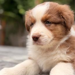 Charlie - Red tri-color male Australian Shepherd puppy in Oakridge, Oregon from Middle Fork Australian Shepherds