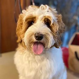 Burch - Australian Labradoodle