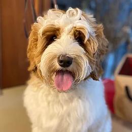 Burch - Australian Labradoodle
