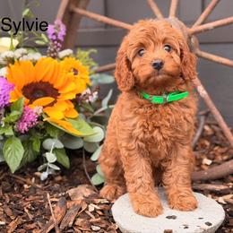 Sylvie - Red female Cavapoo puppy in Oxford, Pennsylvania from FriendlyPals
