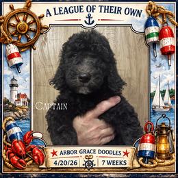 Captain - Black male Goldendoodle puppy in North Conway, New Hampshire from Arbor Grace Doodles