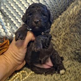 Hazel - Brown female Poodle puppy in Arkansas from Harper's Pups