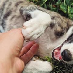 Windsprites from Sonora Wood Windsprites