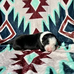 Girl 3 - Black and white female Border Collie puppy in Milton, Pennsylvania from C&C Border Collies