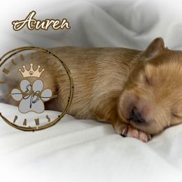 Auren - Wheaten female Miniature Schnauzer puppy in Dorr, Michigan from Enchanted Paws